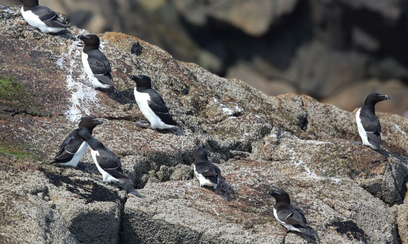 7 îles, 10 puffins, 2 pingouins