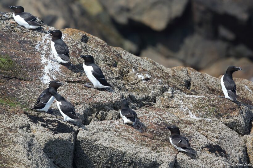 7 îles, 10 puffins, 2 pingouins