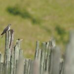 A crazy cuckoo round trip