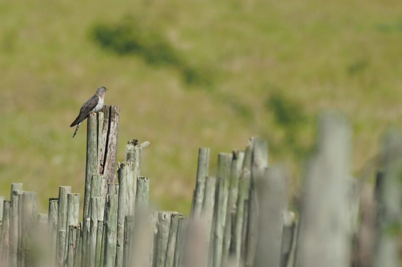 A crazy cuckoo round trip