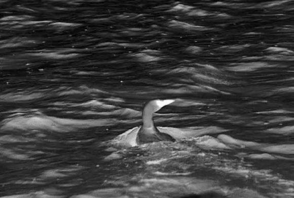 La pêche aux canards