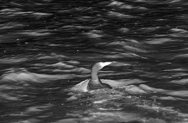 La pêche aux canards