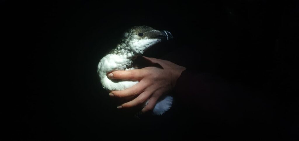 Relâché d′un pingouin torda en mue prénuptiale équipé d′un GPS.