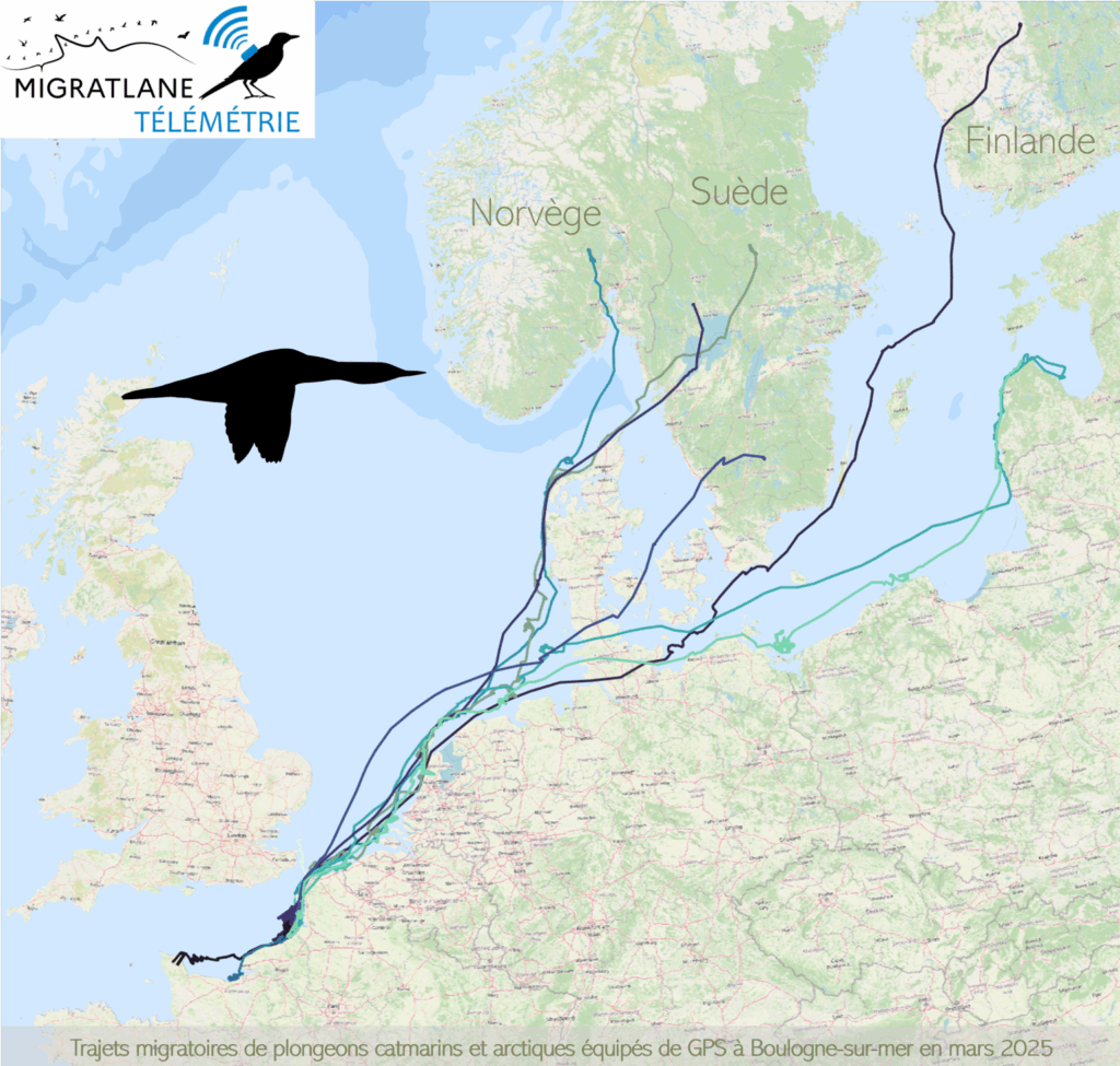 Trajectoires des plongeons arctiques et catmarins équipés de GPS durant leur hivernage dans le nord de la France. Source : MIGRATLANE