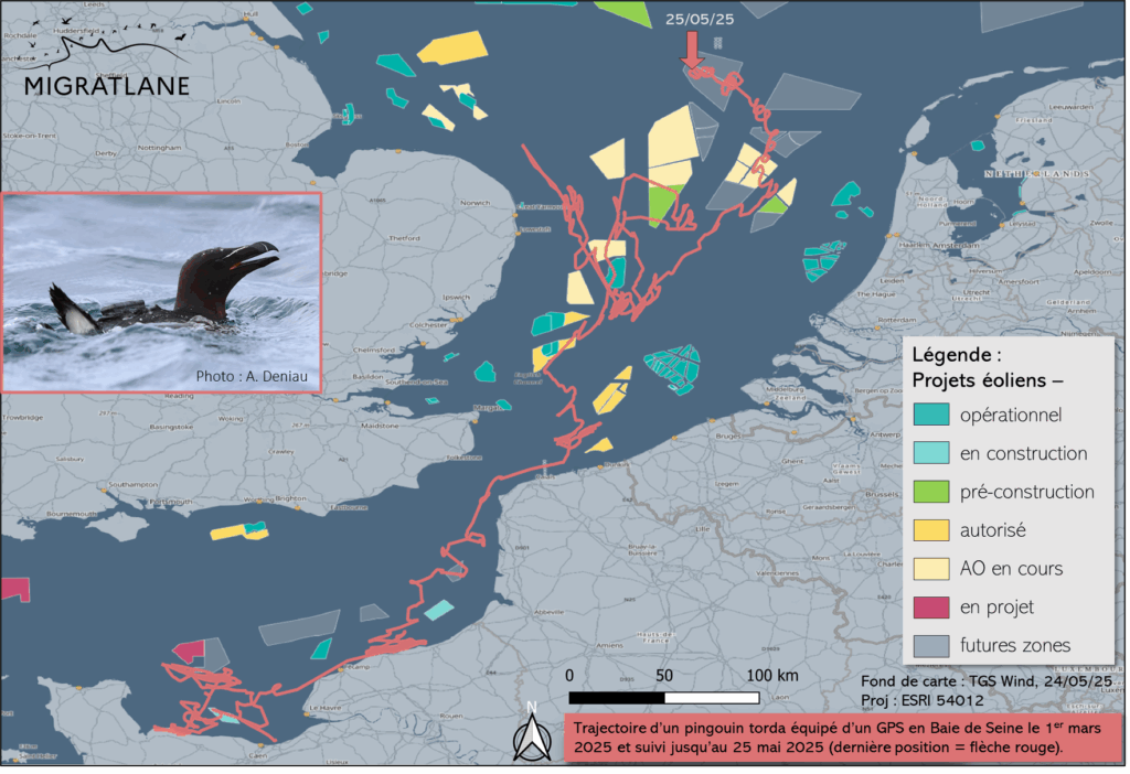 Naviguer en Mer du Nord, hotspot de l′éolien en mer.